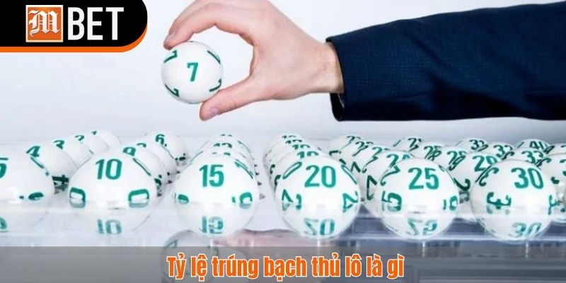 Bạch thủ lô là gì