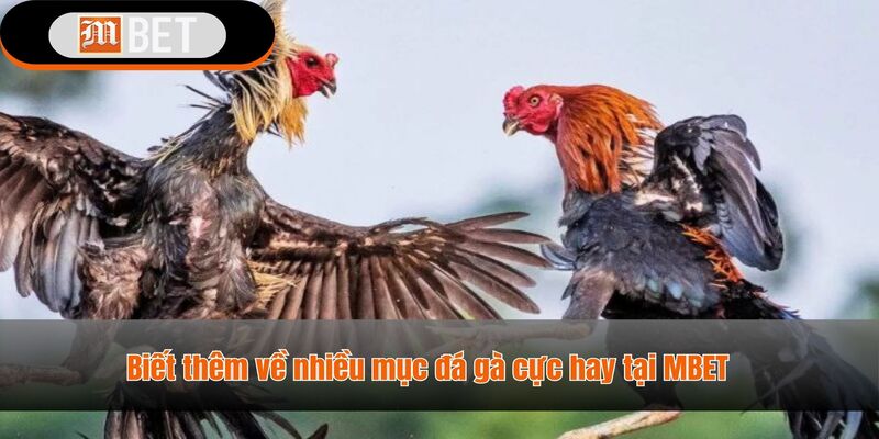 đá gà