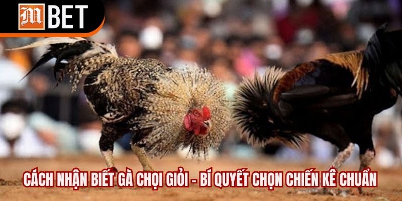 Cách nhận biết gà chọi giỏi