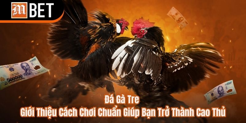 Đá gà tre