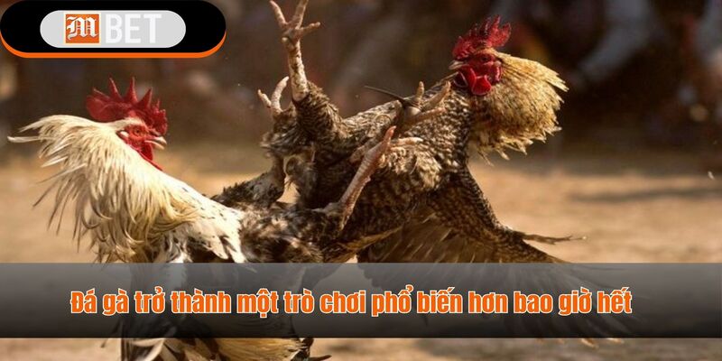 đá gà